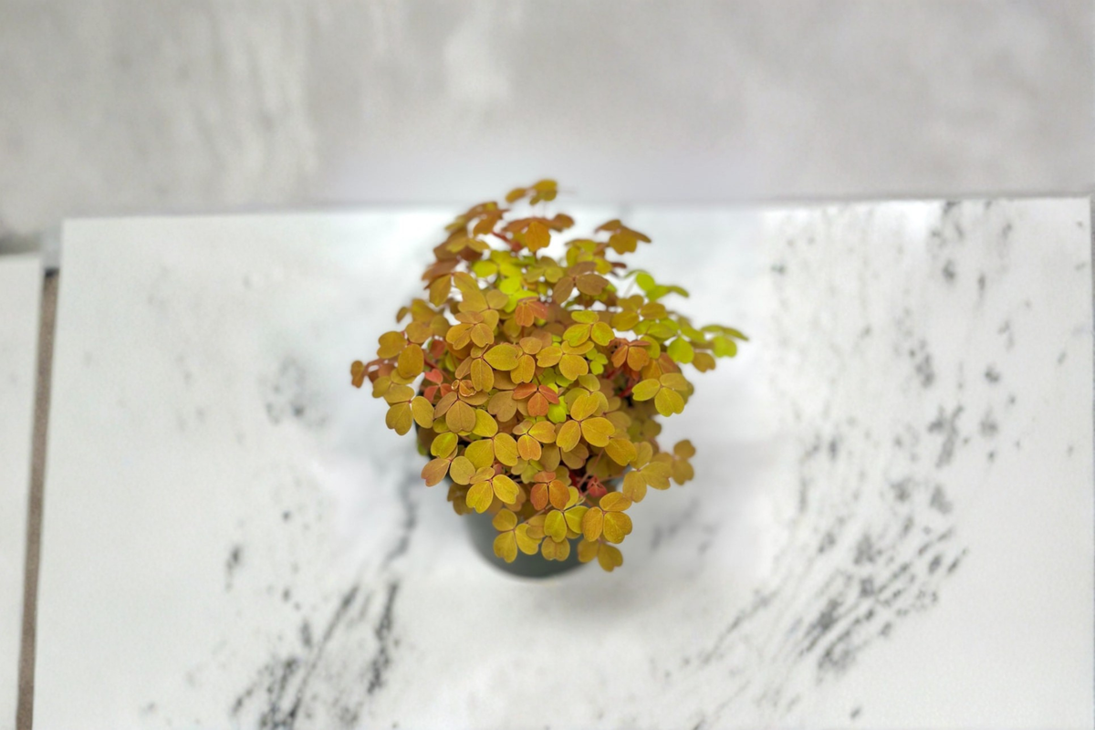 Oxalis Triangularis Purple Shamrock Live Plant - Rooted 4 Inch Pot
