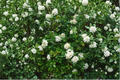 Orange Jasmine Tree (Murraya paniculata) Air Layered Live Plant — 2–3 ft, Fragrant White Flowers