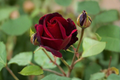 English Red and Purple Rose Seeds - 20 Seed Pack, Ornamental Two-Tone Rose for Outdoor Planting