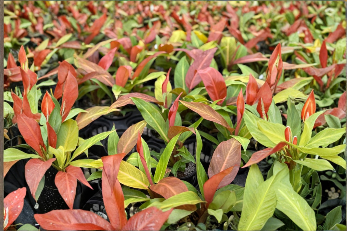 Philodendron Red Sun Live Plant – 3–4 Inch Pot, Unique Tropical Foliage