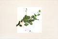 String of Nickels Xerosicyos danguyi - Rooted Starter Plant | Silver Dollar Vine