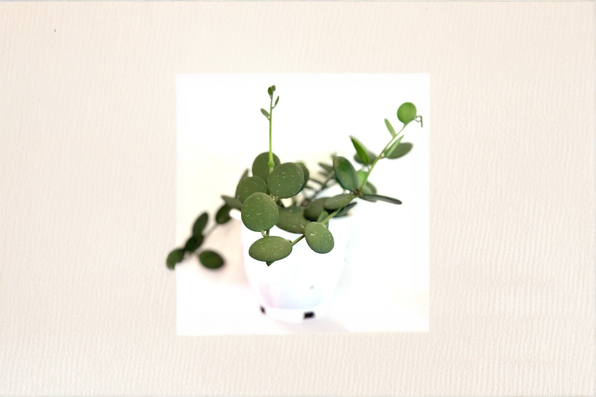 String of Nickels Xerosicyos danguyi - Rooted Starter Plant | Silver Dollar Vine