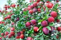 AU Rubrum Plum Tree 4-6 Ft – Prunus salicina Hybrid, Red Plum, Full Sun