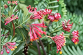 Arnold’s Red Honeysuckle Vine - 1 Gal Live Plant, Red Flowers, Climbing Vine for Garden Trellis