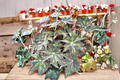 Begonia U578 Rex Begonia - 4 Inch Pot Live Plant, Blue-Green Variegated Indoor Houseplant