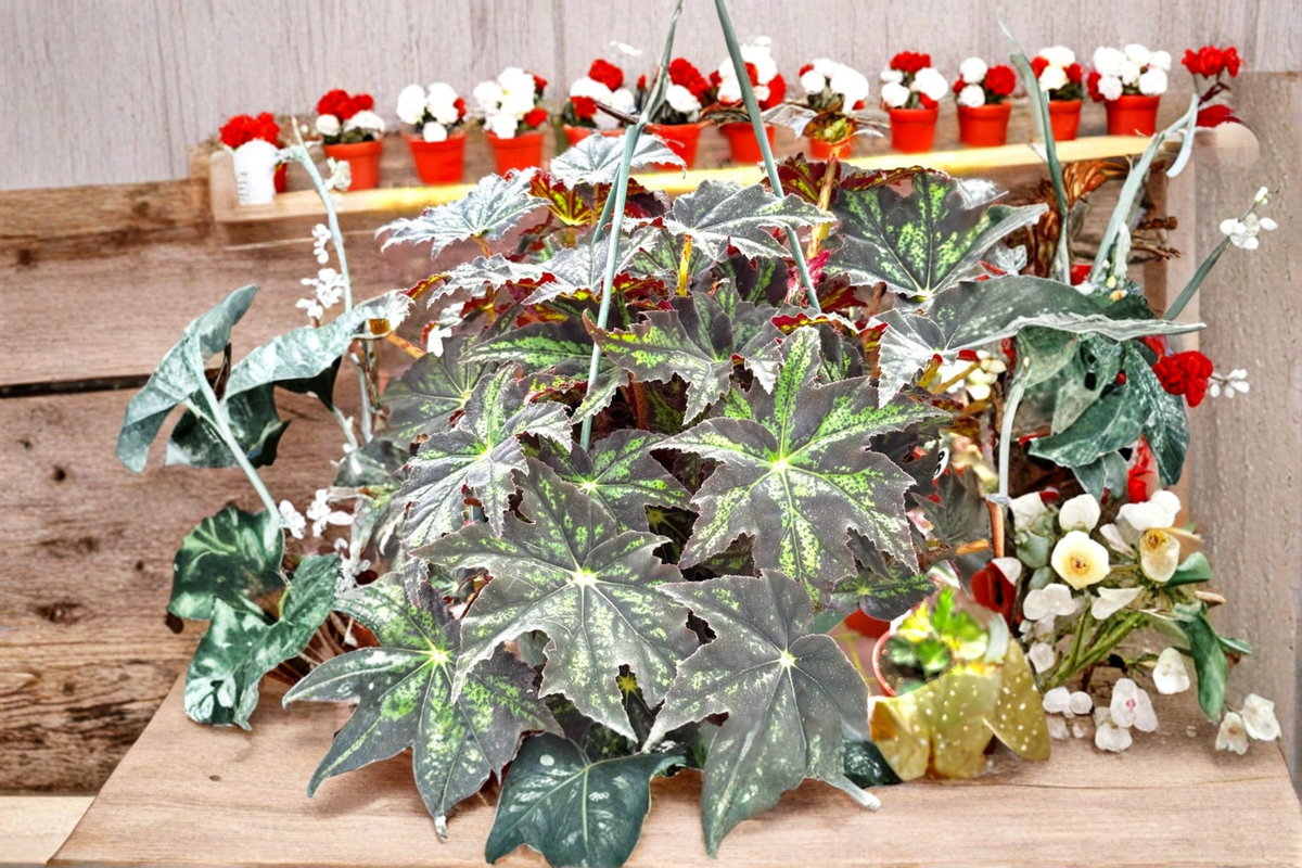 Begonia U578 Rex Begonia - 4 Inch Pot Live Plant, Blue-Green Variegated Indoor Houseplant