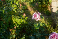 Blue Girl Rose Cuttings - Unrooted Set of 3 ( Lavender Blue )