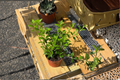 Nematanthus gregarius Goldfish Plant Starter - 4 Inch Pot, Live Tropical Houseplant
