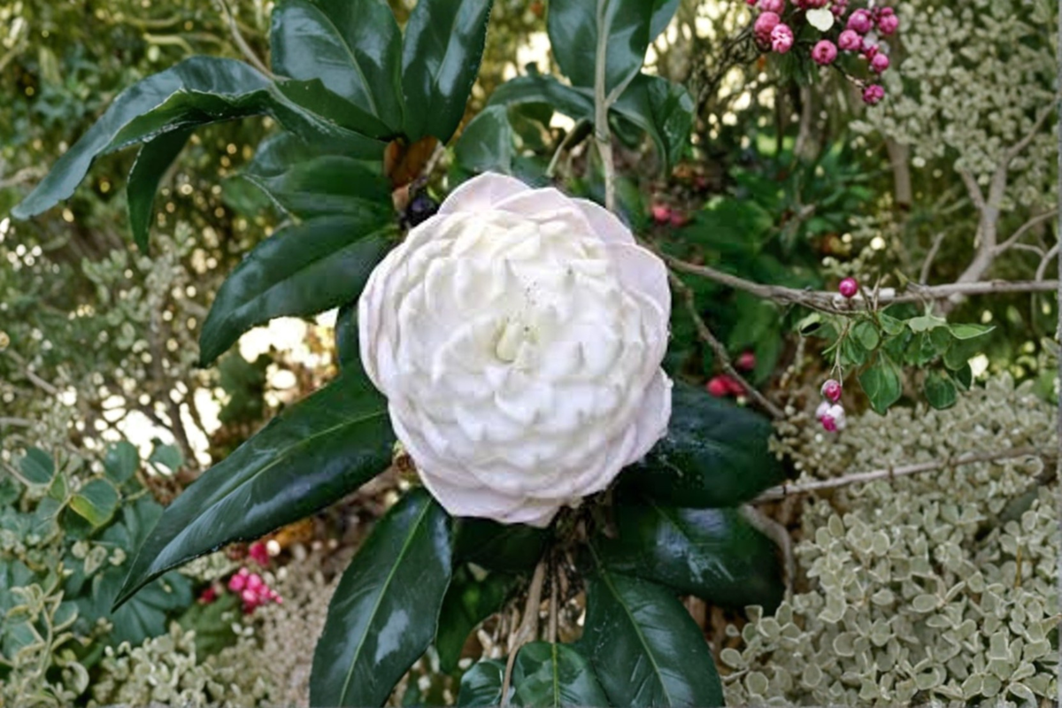 Japanese Camellia Sea Foam (Camellia japonica) 3 Gallon - Creamy White Evergreen Shrub