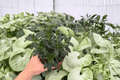 Goldfish Plant Tropicana (Nematanthus ‘Tropicana’) - 2 Live Plants in 4-Inch Pots