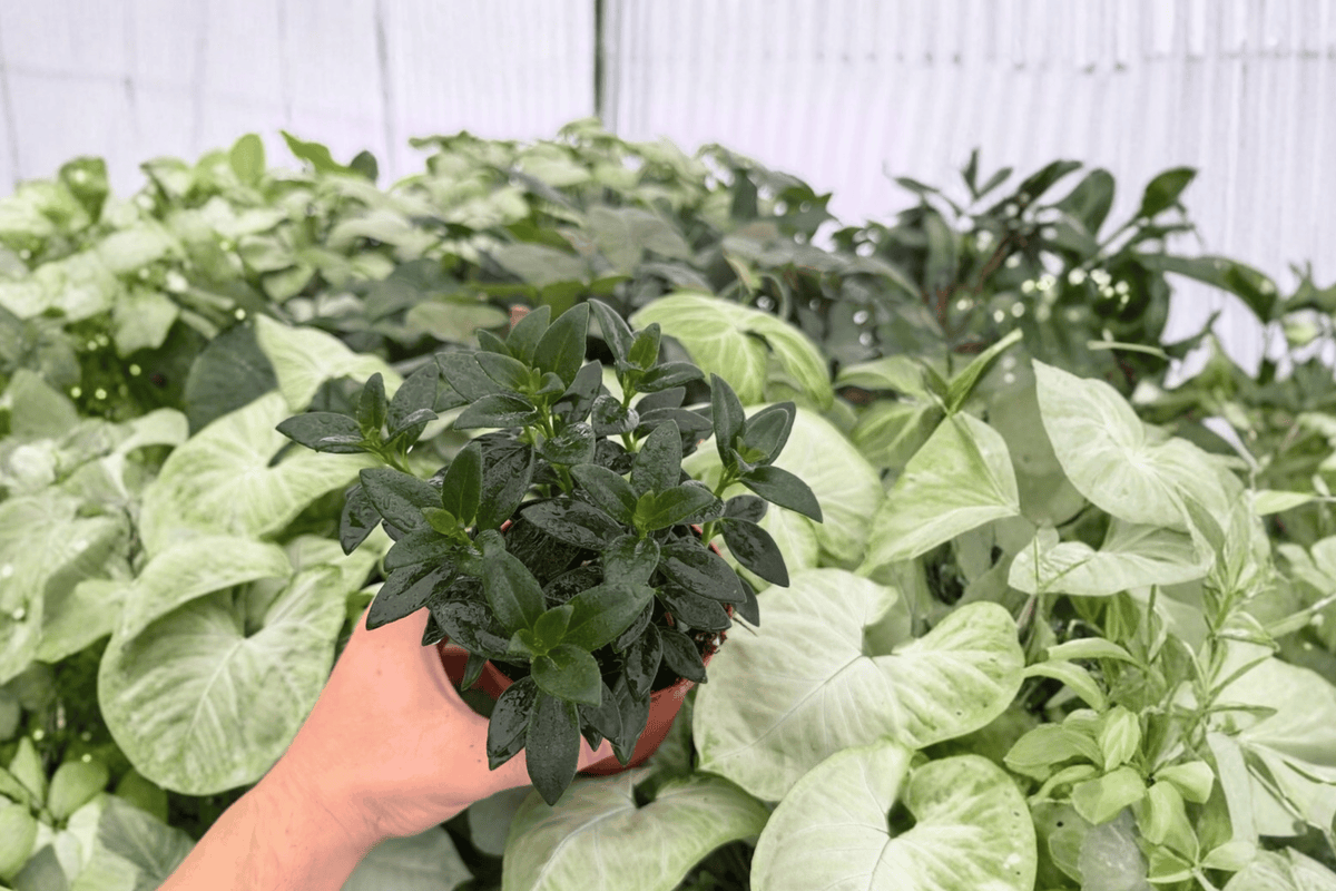Goldfish Plant Tropicana (Nematanthus ‘Tropicana’) - 2 Live Plants in 4-Inch Pots