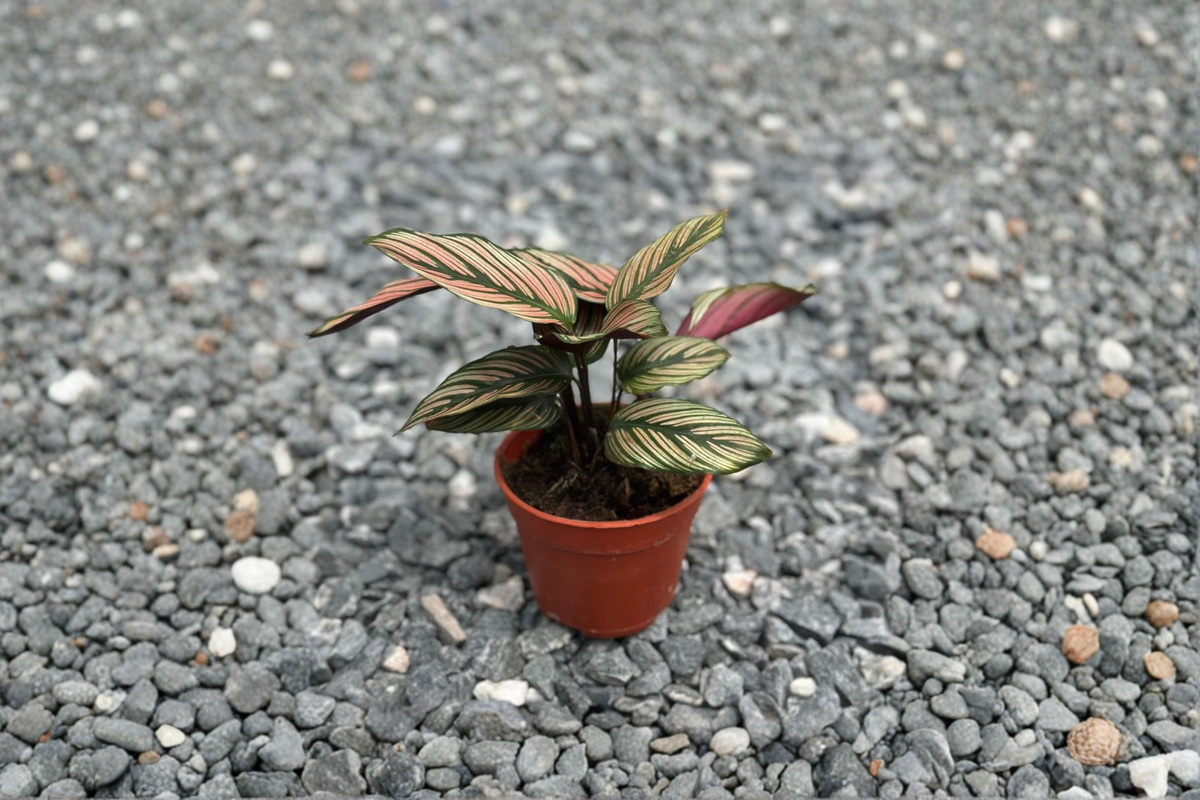 Calathea White Star Live Plant - 4 Inch Rooted Pink Striped Foliage