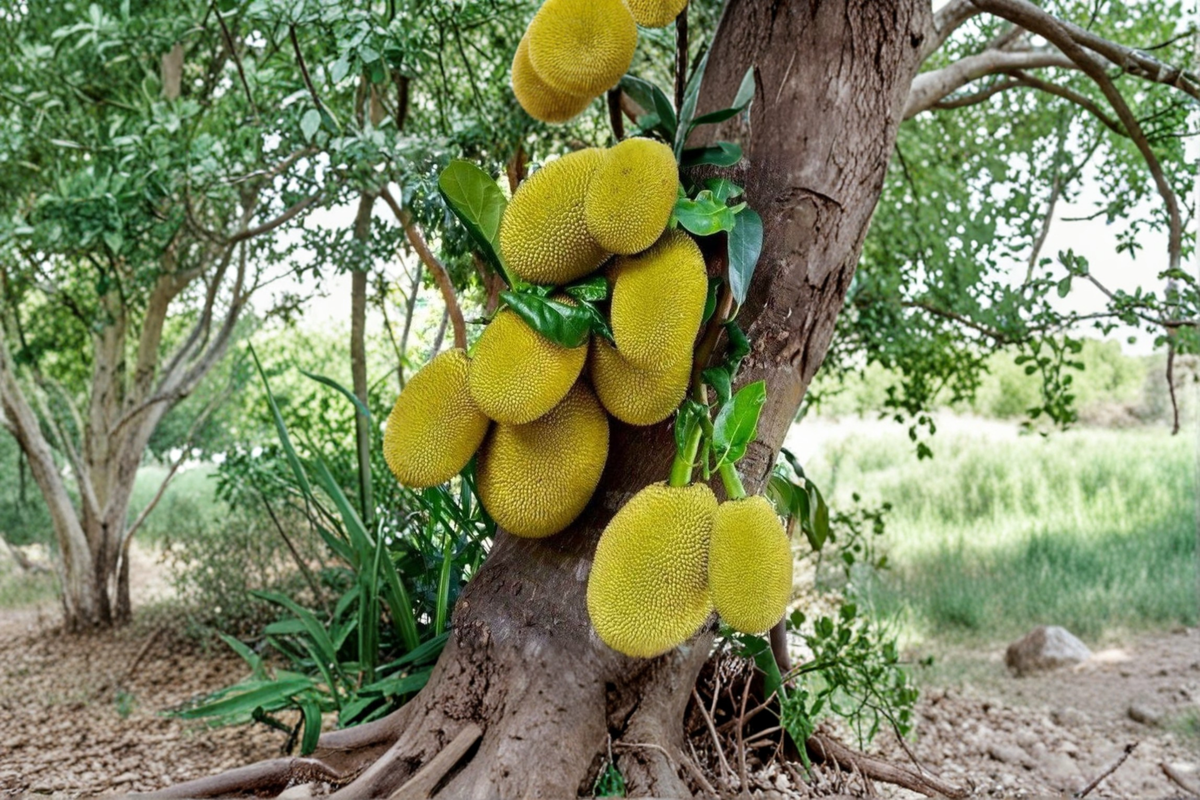 Golden Nugget Jackfruit Tree - Grafted Live Plant 2-3ft Tall