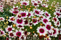 Coreopsis Ice Wine Live Starter Plant - 1 Plant in 2.5" x 3.5" Pot