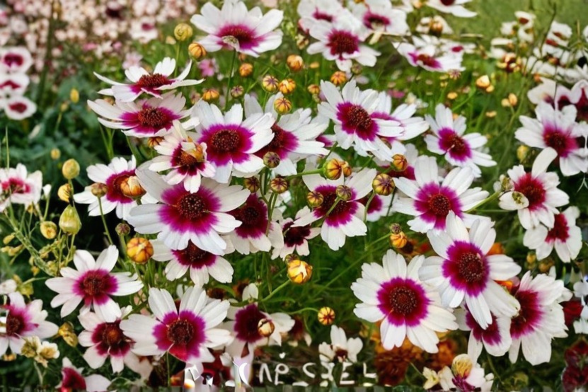 Coreopsis Ice Wine Live Starter Plant - 1 Plant in 2.5" x 3.5" Pot