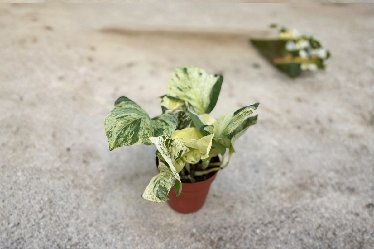 Manjula Pothos Potted Rooted Cutting - Variegated Epipremnum aureum Starter Plant