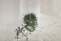 Pilea Glauca Aquamarine - Rooted 4.5 Inch Basket Trailing Indoor Houseplant