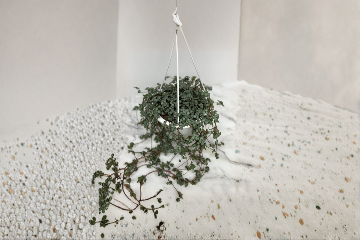 Pilea Glauca Aquamarine - Rooted 4.5 Inch Basket Trailing Indoor Houseplant