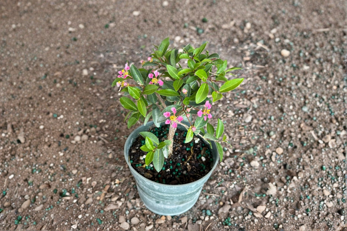 Barbados Cherry Bonsai Tree Malpighia glabra – 3.5 Inch Pot, Indoor/Outdoor