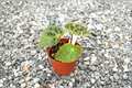 Begonia Ferox - Fully Rooted Live Plant with Spiked Green Foliage
