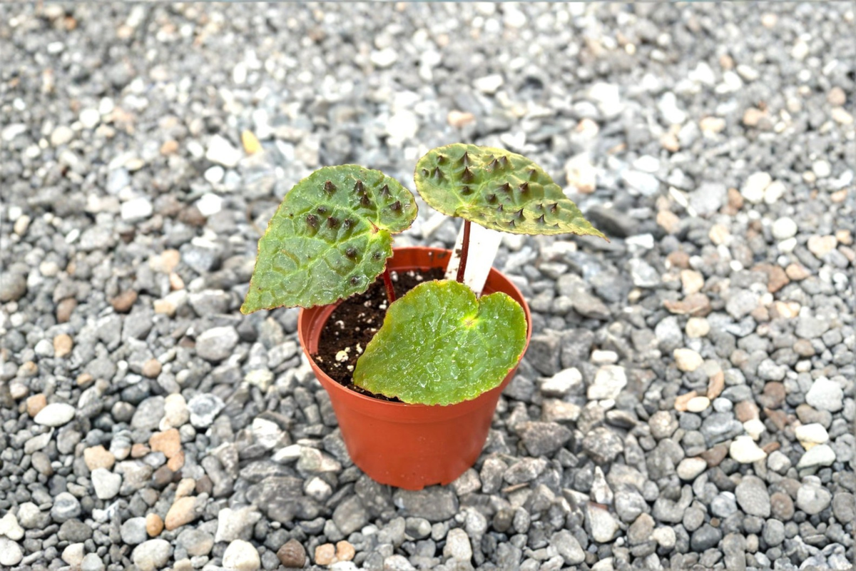 Begonia Ferox - Fully Rooted Live Plant with Spiked Green Foliage
