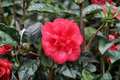 Japanese Camellia Nagasaki 3 Gallon - Red Flowering Evergreen Shrub