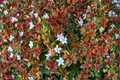 Kaleidoscope Abelia 3 Gal Live Plant Evergreen Shrub for Hedges