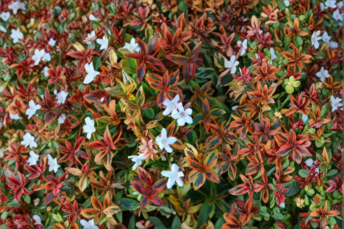 Kaleidoscope Abelia 3 Gal Live Plant Evergreen Shrub for Hedges