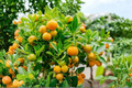 Dwarf Calamondin Orange Tree – One Gallon Pot, Live Citrus Plant with Flowers & Fruit
