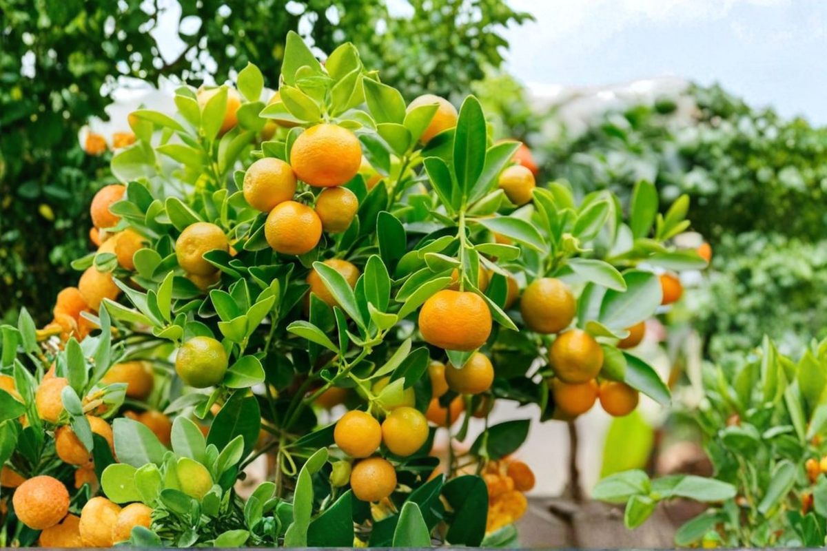 Dwarf Calamondin Orange Tree – One Gallon Pot, Live Citrus Plant with Flowers & Fruit