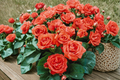 Marina Floribunda Rose 2 Gal Live Plant - Salmon Orange Everblooming Floribunda