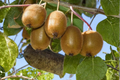 Saanichton Fuzzy Kiwi Bundle - Female & Male Actinidia deliciosa in 1 Gallon Pots
