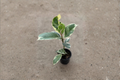 Ficus Tineke Variegated Rubber Plant - 2 Inch Rooted Starter Plant