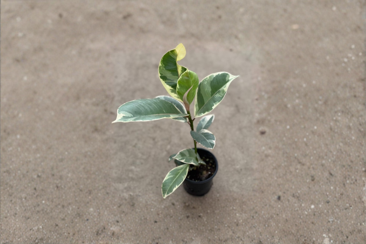 Ficus Tineke Variegated Rubber Plant - 2 Inch Rooted Starter Plant