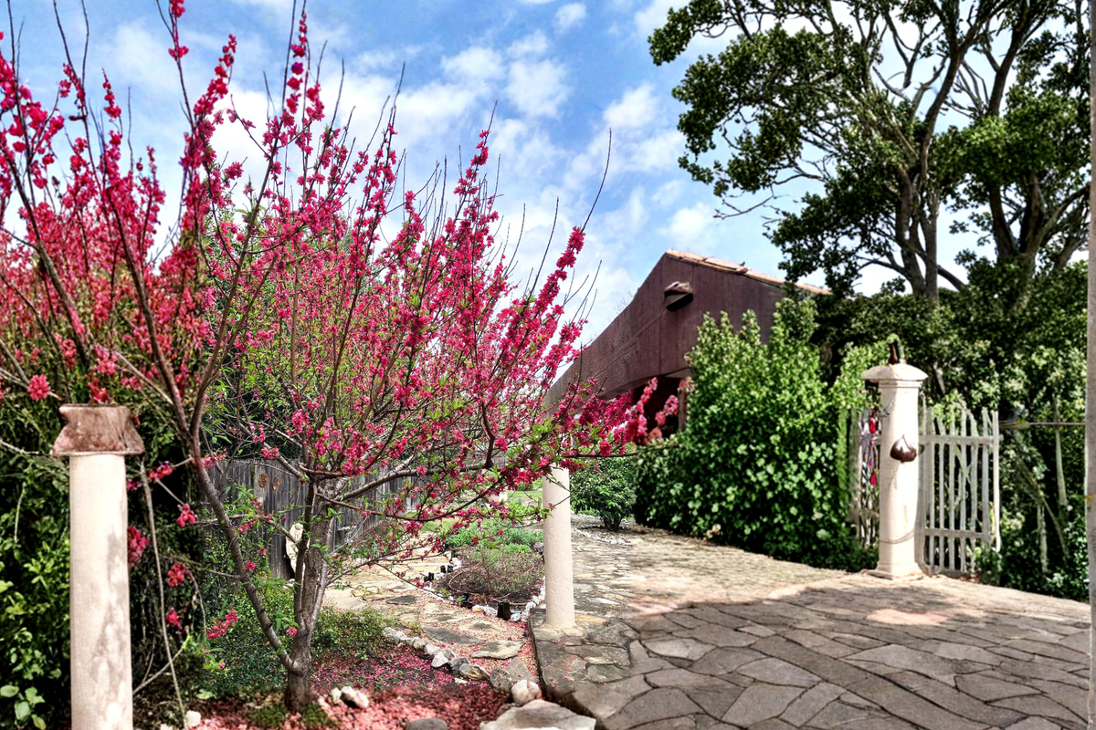 Red Flowering Peach Tree Live Plant 4-6 Ft - Ornamental Prunus persica