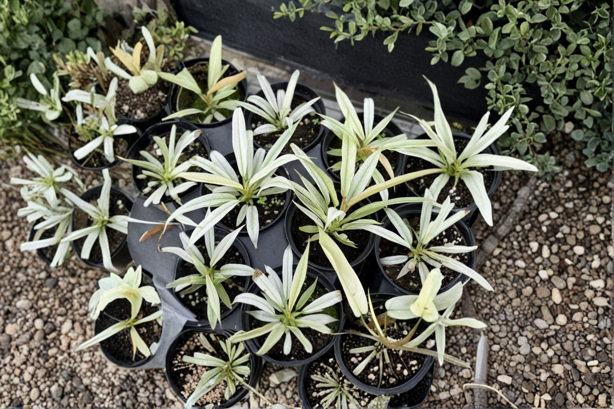 Philodendron Ring of Fire Mint Live Plant | 3–4 Inch Pot Rare Variegated Tropical Houseplant