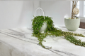 Pilea Depressa Baby Tears - Rooted 4.5" Hanging Pot Live Plant
