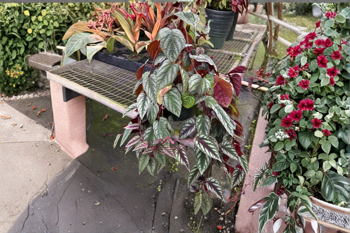 Cissus Discolor Rex Begonia Vine Live Plant - 4" Rooted Starter in Pot