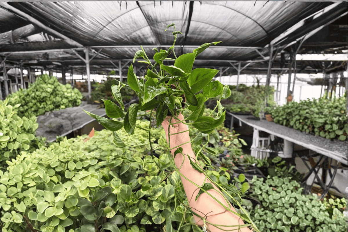 Shangri La Pothos 2 Live Plants | Epipremnum aureum ‘Shangri La’ in 4-Inch Pots