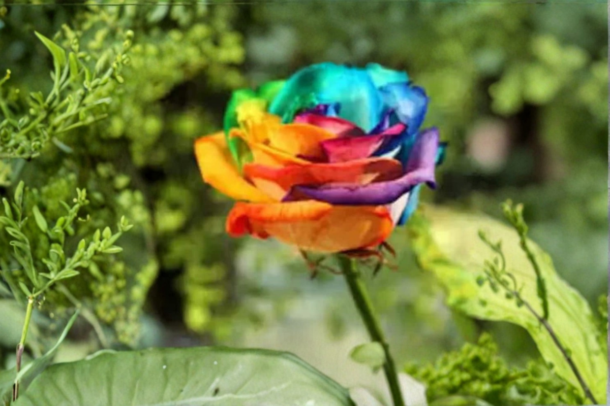 Multi-Colored Rose Seeds - 20 Seed Pack, Fragrant Ornamental Flowers