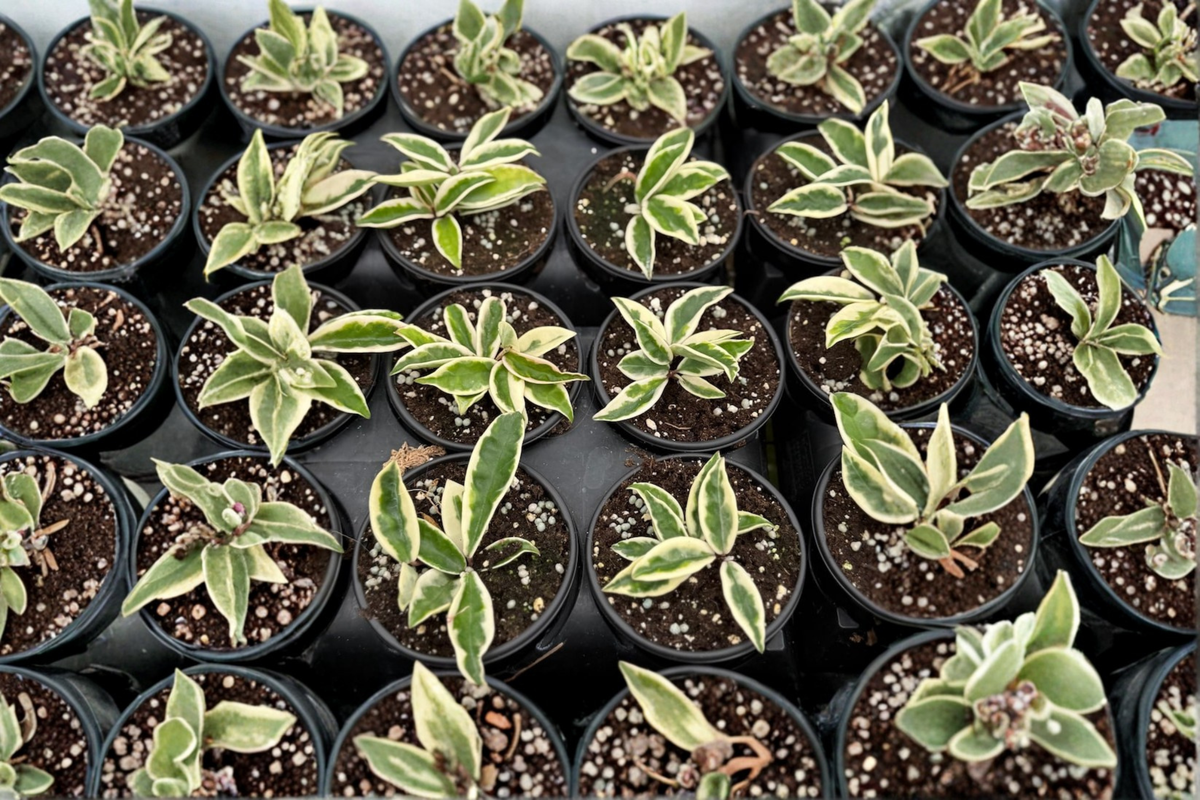 Hoya Krinkle 8 Albo Marginata - 4 Inch Live Plant, Variegated Hoya Carnosa