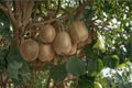 Saanichton Fuzzy Kiwi Bundle - Female & Male Actinidia deliciosa, 1 Gallon Pots
