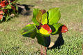 Philodendron Yellow Flame - Rooted Starter Plant | Bright Yellow-Green Tropical Houseplant