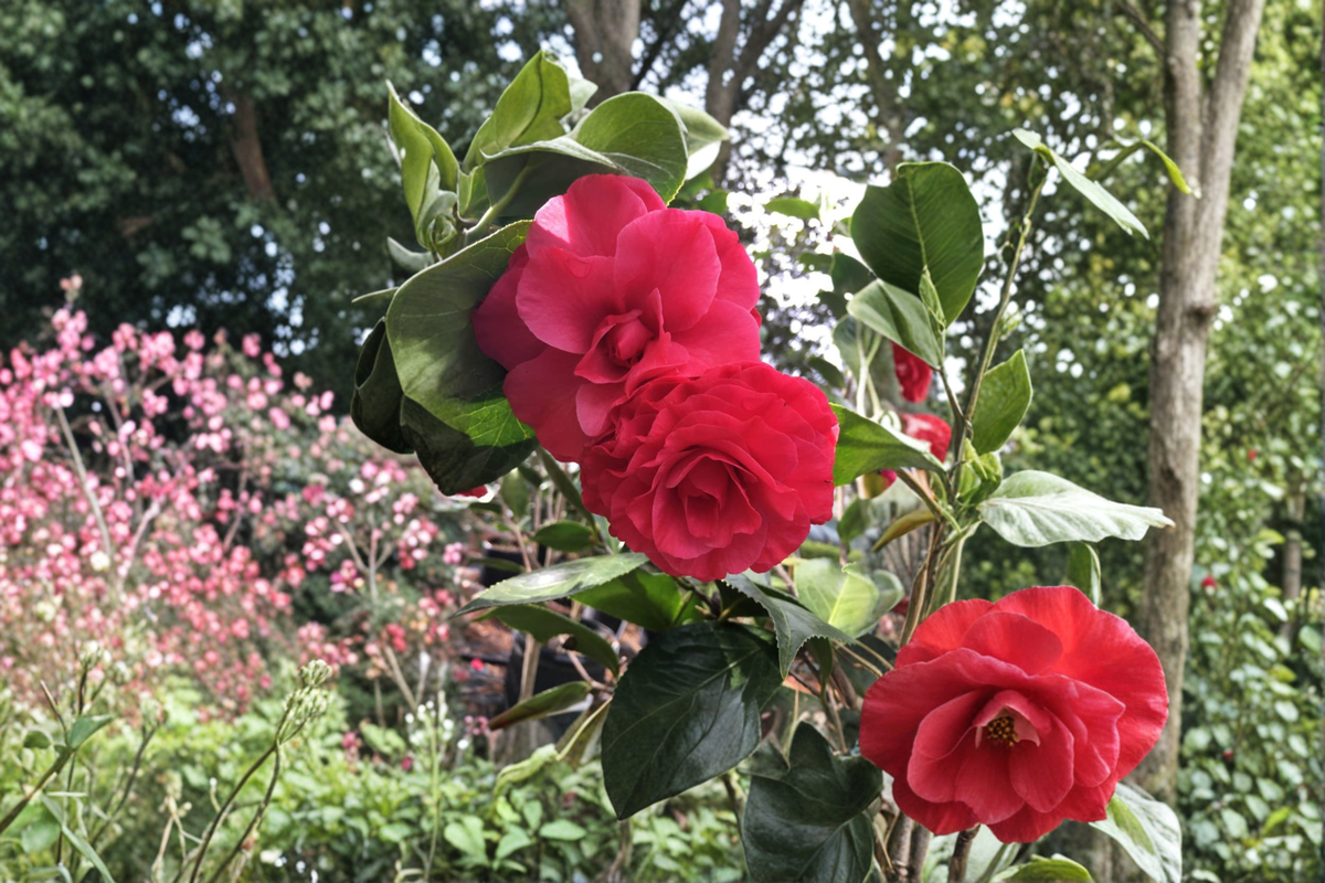 Japanese Camellia Helen Bower - 1 Gallon Live Plant, Pink Blooming Evergreen Shrub