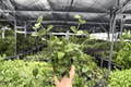 Hoya Pubera - 2 Live Plants in 4-Inch Pots | Tropical Hoya Vines