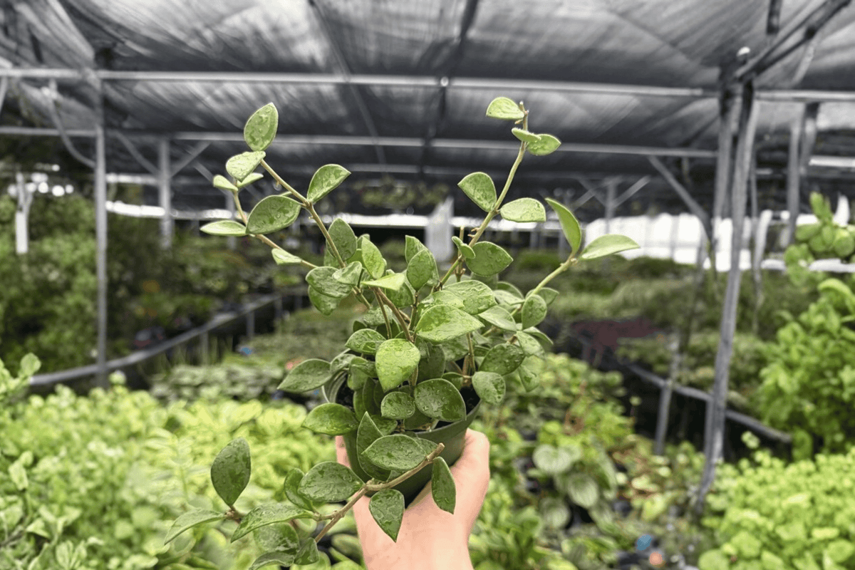 Hoya Pubera - 2 Live Plants in 4-Inch Pots | Tropical Hoya Vines