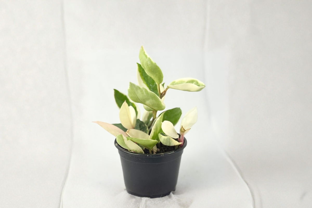 Hoya Carnosa Krimson Queen – Rooted 2-Inch Variegated Hoya Plant