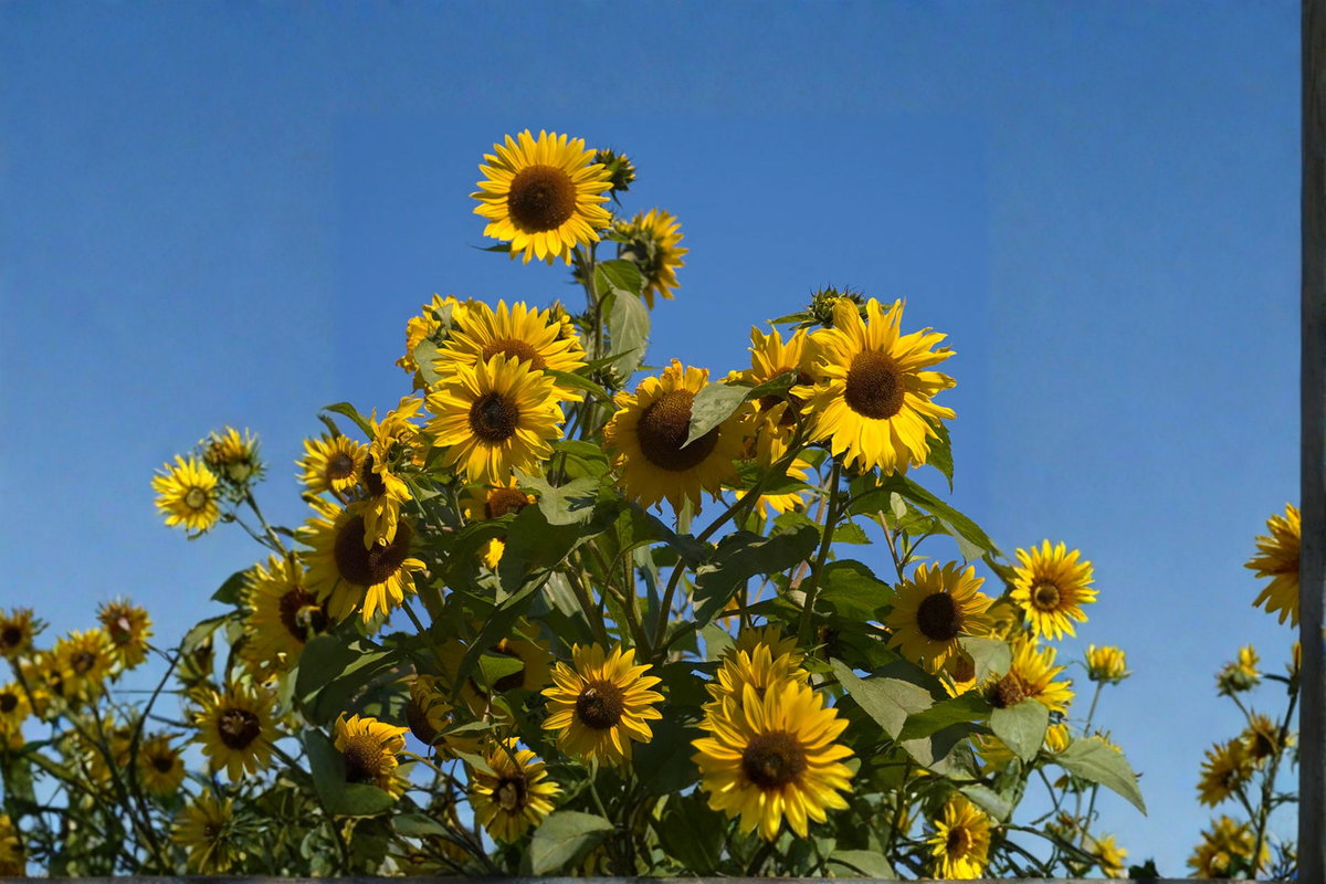 Giant Sunflower Seeds - 10 Seeds for Outdoor Gardens (Helianthus annuus)