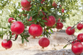 Pomegranate Tree - Air Layered Live Plant 3-4 ft Tall, Large Red Fruit, Full Sun