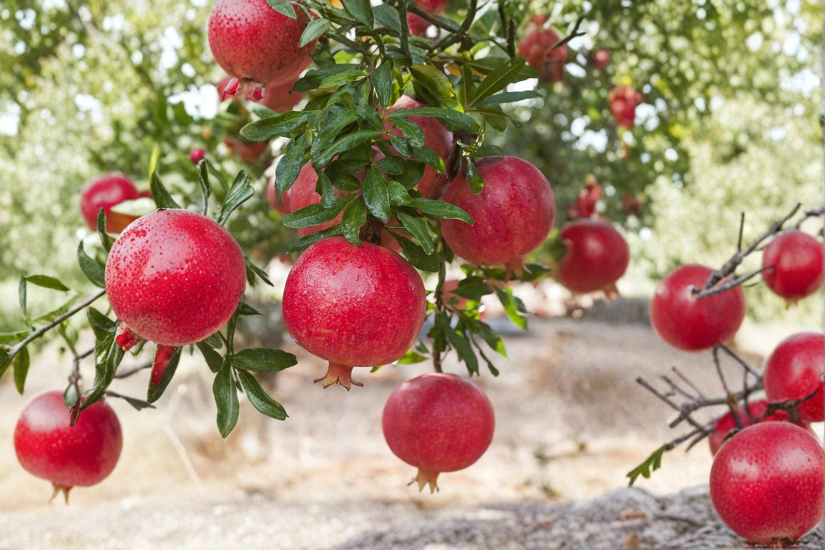 Pomegranate Tree - Air Layered Live Plant 3-4 ft Tall, Large Red Fruit, Full Sun